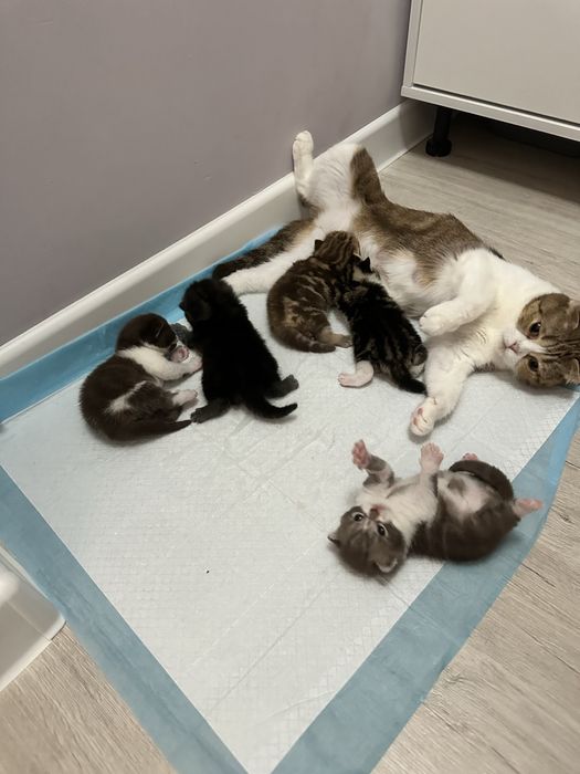 Шотландские котяты