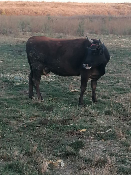 Vaca de vanzare.