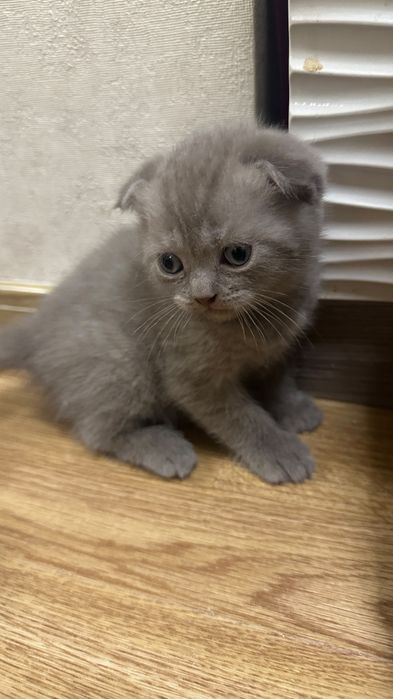 Шотландские фолды