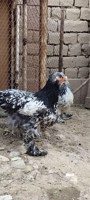 Qora tochkali brama tuxumiga zakaz olamiz
