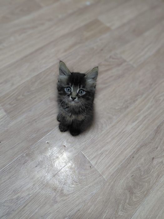 Отдам котят в хорошие руки