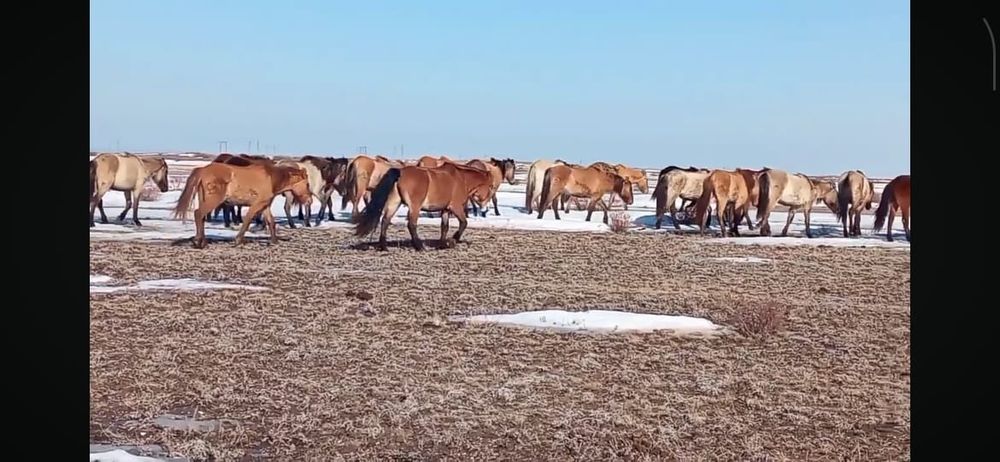 Қазақы жабы жылқы сатылады