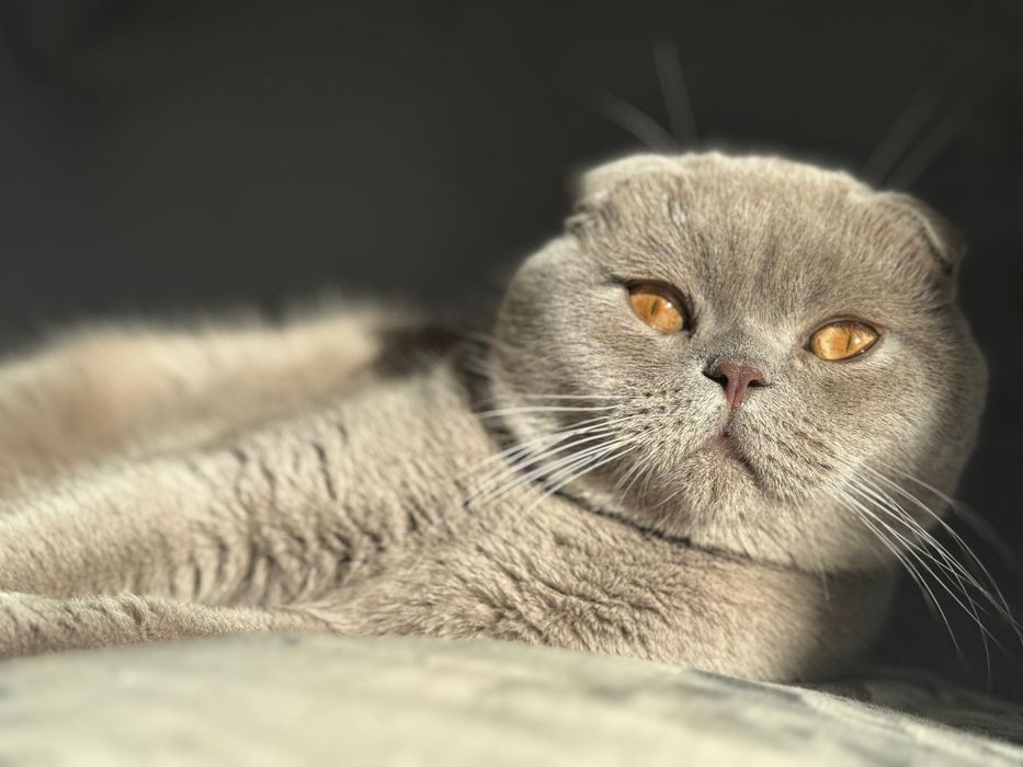 Scottish Fold Lilac – Motan pentru montă