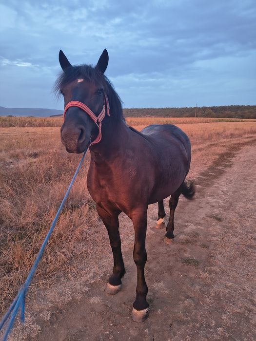 Vând sau schimb manza   de 4 ani