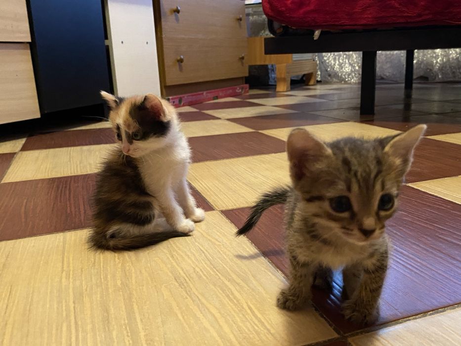 отдам котят в добрые руки