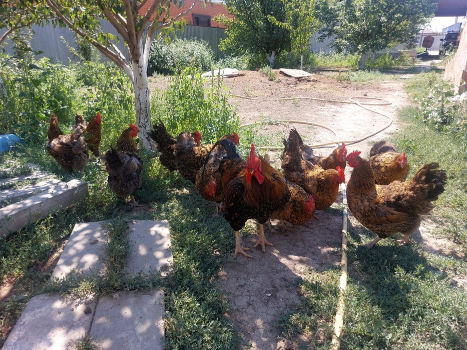 Продаются семейка кур