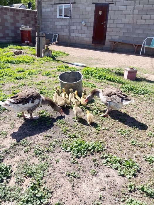 Продам домашних гусей с гусятами