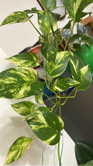 Комнатные растения