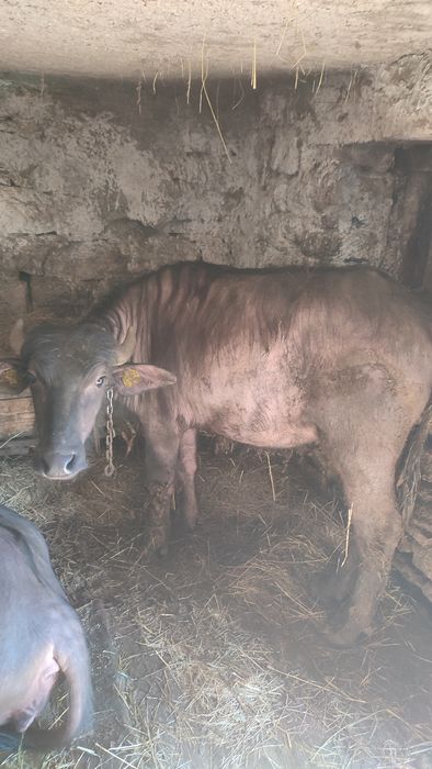 Bivolițe de vanzare