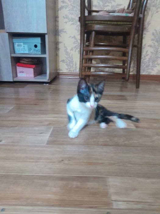 Отдам котят в добрые руки