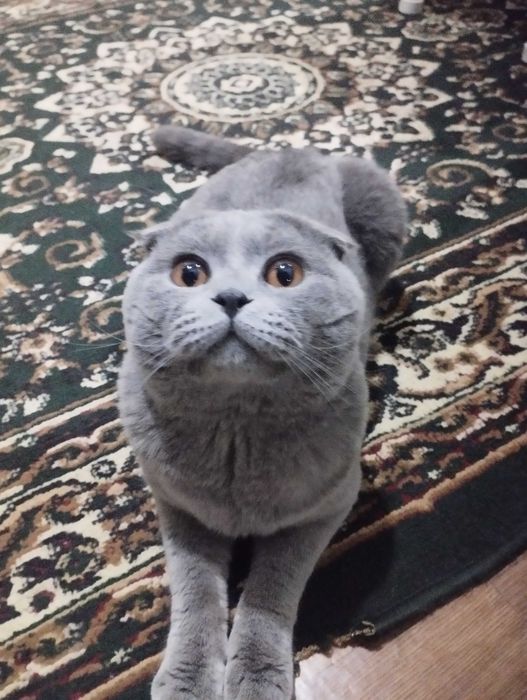 Продам кота только в хорошие руки