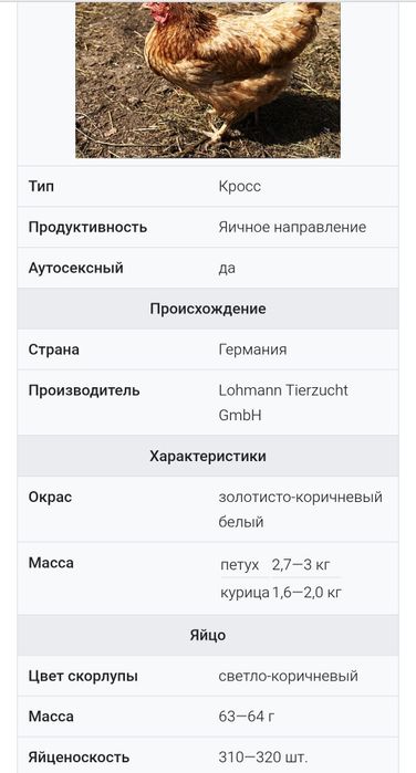 Несушка Ломон Браун