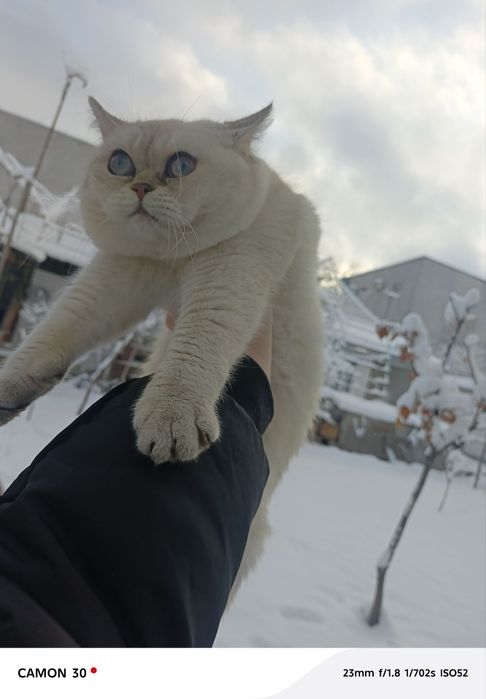 Britan sotilmaydi qoshish uchun