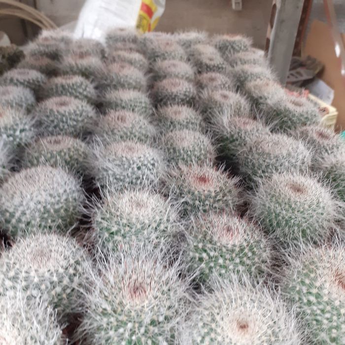 Cactuși și plante suculente