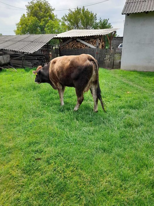 Vând vacă rasa Angus, în vârstă de doi ani, la prima fătare, culoare brună.   Pentru detalii sunați la număr de telefon 0751197375.