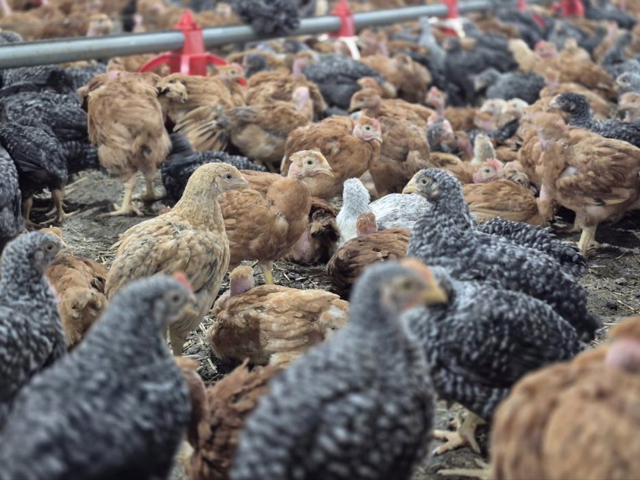 Puii albi si rasă mixta