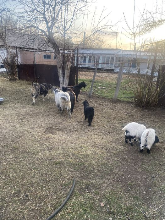 Продам коз и козлят
