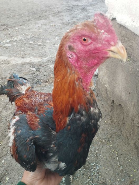 Дакан кораз бойцовый