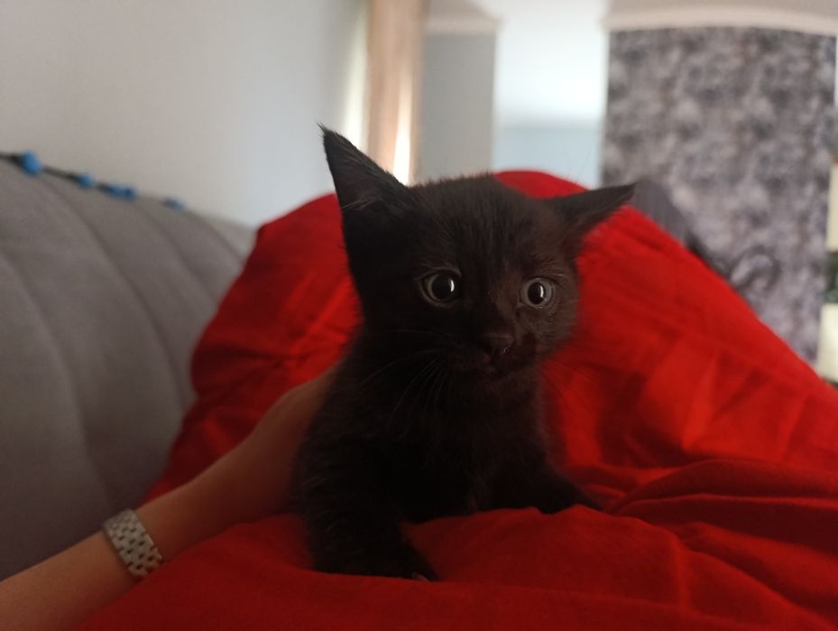 Черный котенок девочка