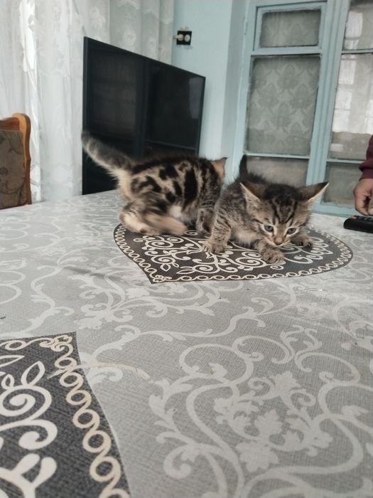 Кошка канадский финская