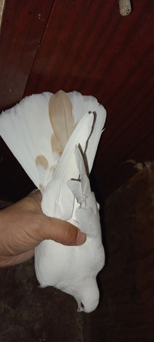 Белые голуби белые