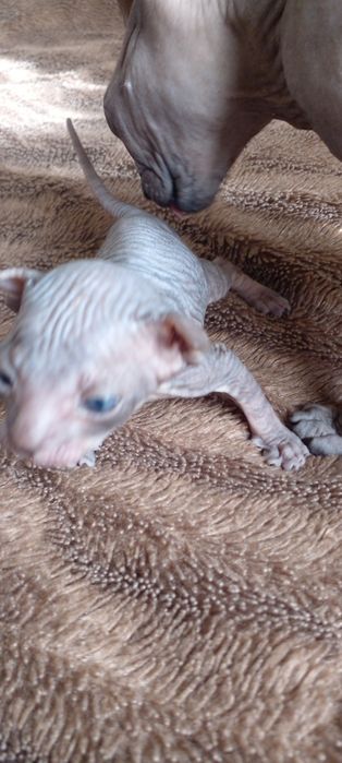 Котят донского сфинкса