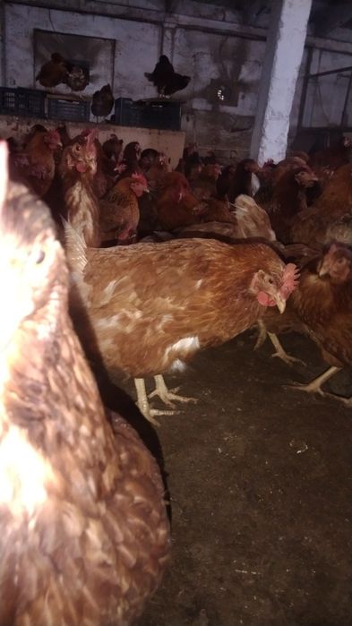 Ломан браун, Кучинские