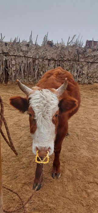 Продам бұқа қалмақ