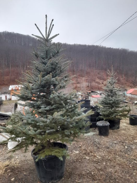 Brazi arginti in ghiveci 3m