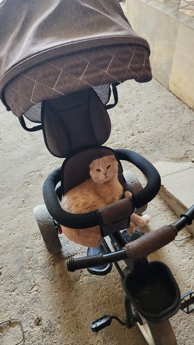 Кошка мушук сотилади