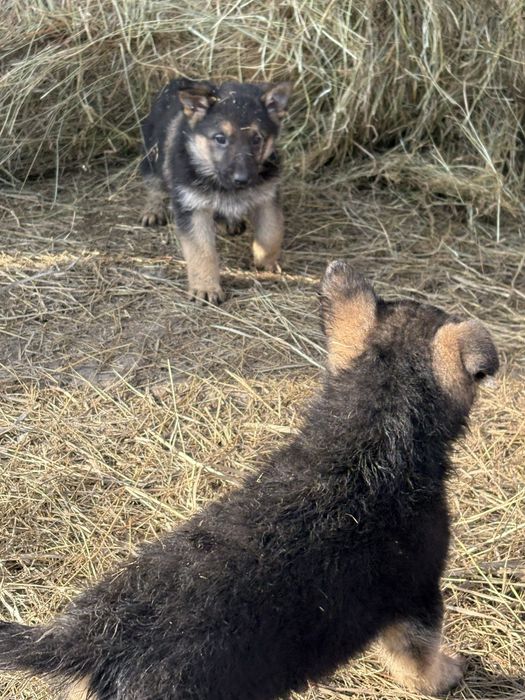 продам щенков немецкой овчарки