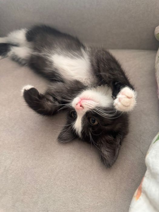Котенок в хорошие руки