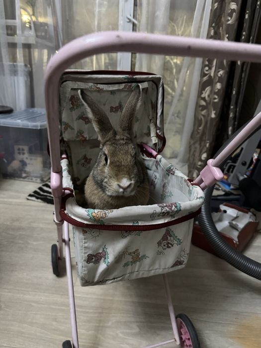 Продам красивого милого кролика