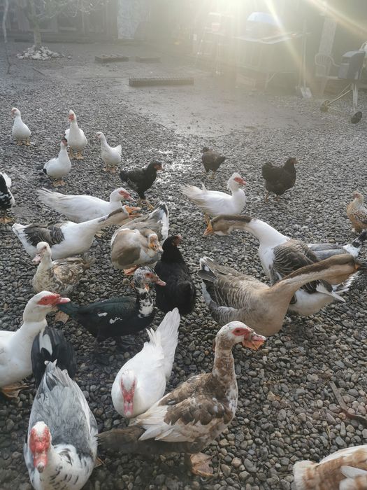 Rățoi lesesti albi