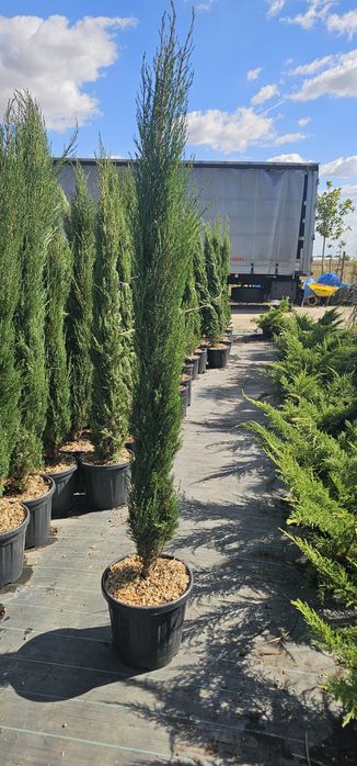 cupressus sempervirens ( chiparos toscana )