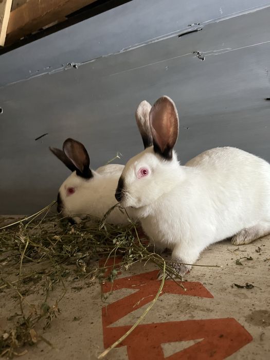 Vand iepuri californieni