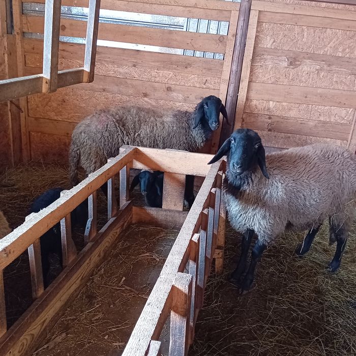 Oaie la a treia fătare,mieluțu lângă ea și mioară gestantă , 1600 buc