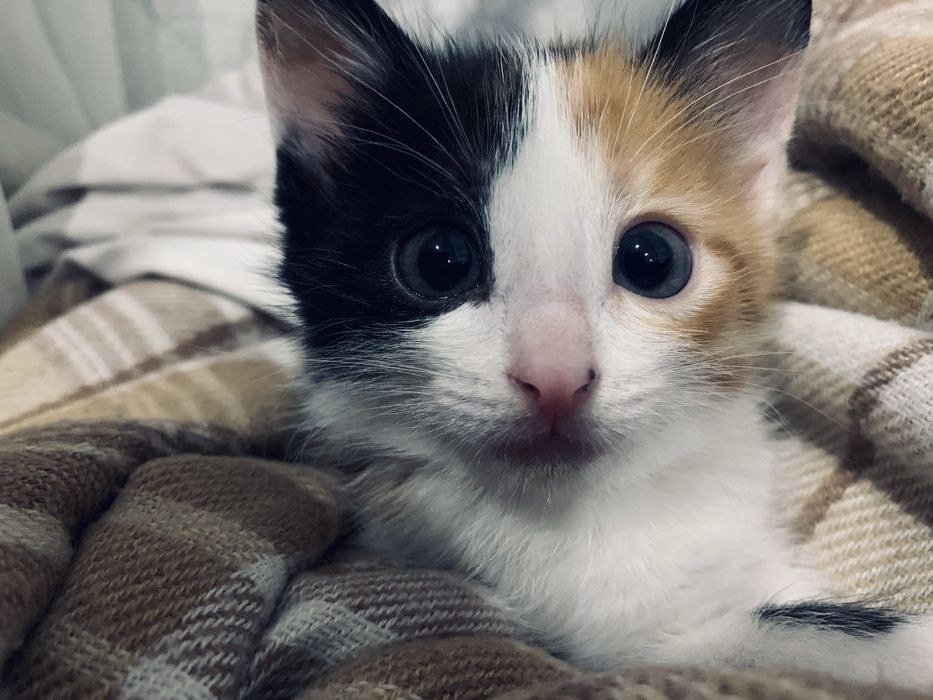 отдам даром котенка