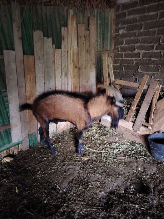 Vand tap alpin francez sau schimb cu o capra sau iada buna de lapte