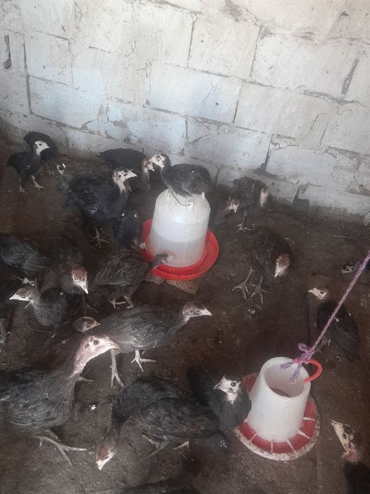 Продам индюшат и гусят разные возраст.