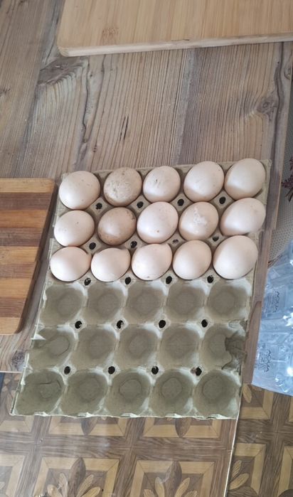 Oua de vanzare rata muta