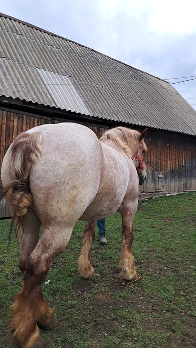 Iapă de vânzare de 5 ani