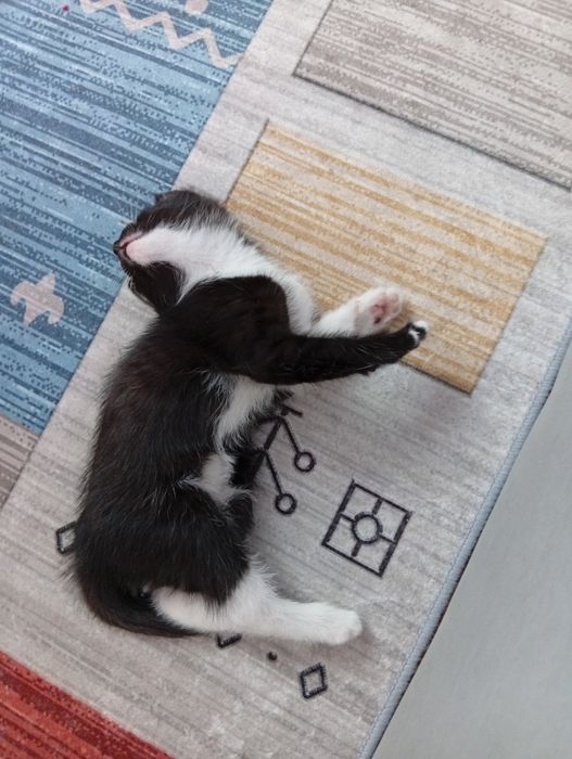 Котята отдам в добрые руки