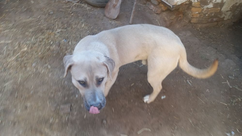 Кучук сотилади бултилер билан чатишган