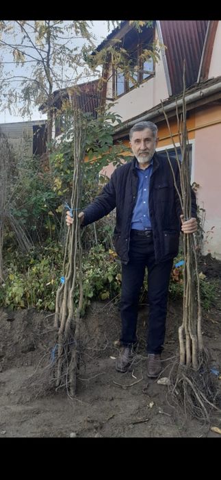 Nuci Chandler Paulownia Ciresi Visin Afin Trandafiri Aluni Pruni>RO UE
