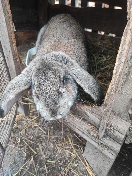 Iepuri uriaș german