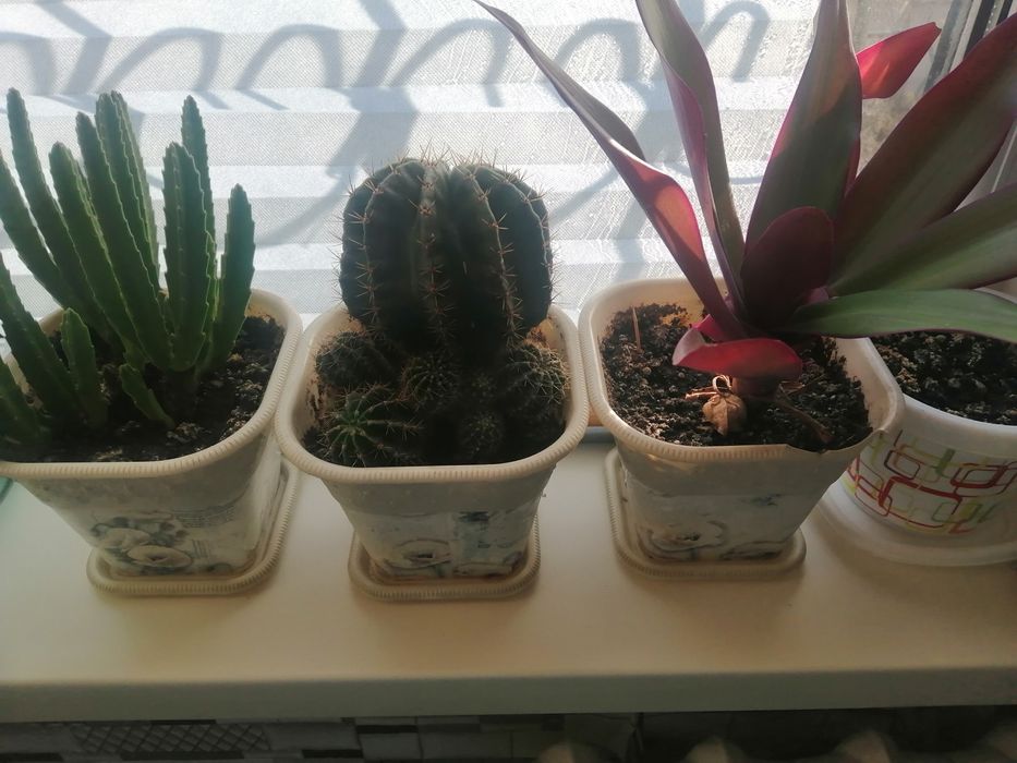 Цветы комнатные в горшках