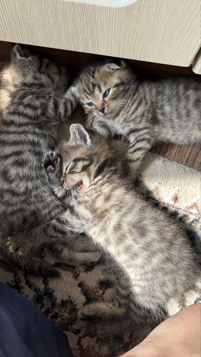 Шотландская вислоухая кошка