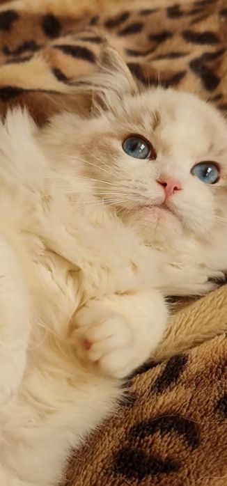 Ragdoll cu acte de origine rasă pură