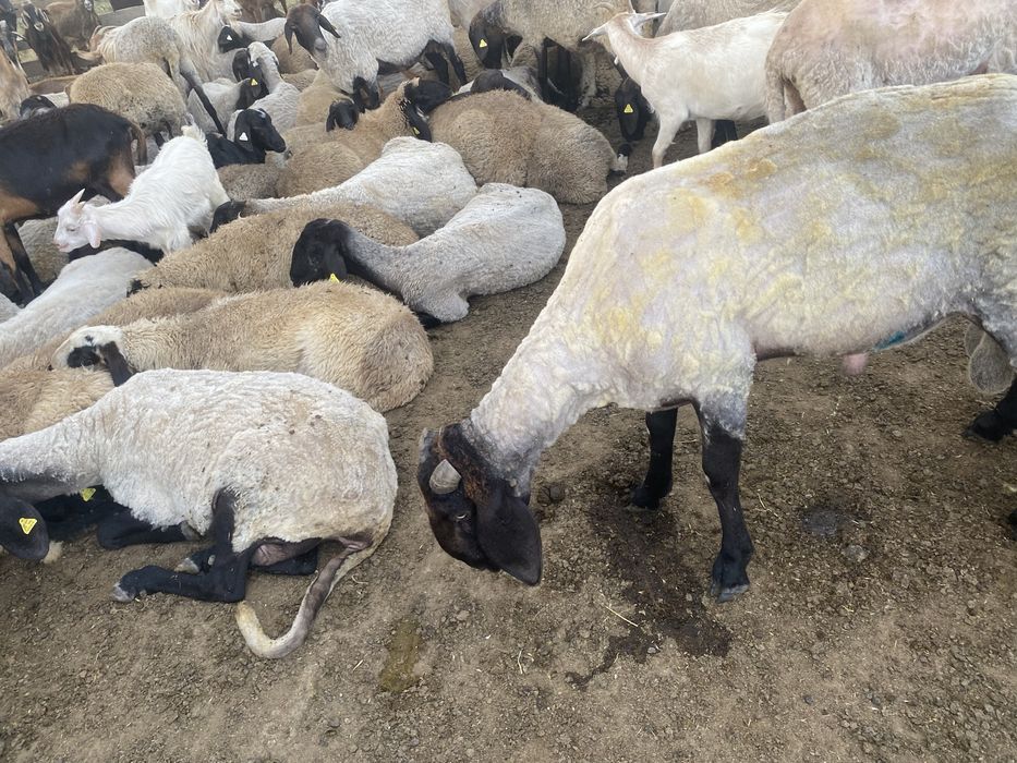 Vand berbec Carabaș